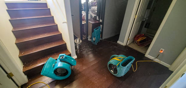 Best Mold removal after water damage  in Lexington, MO